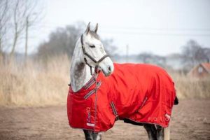EquoIQ varmt vinterdække 400 gr med hals - Billede 2