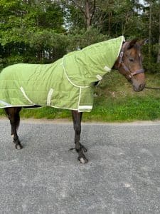 EquoIQ talliloimet 200 gr kaulalla - Image 2