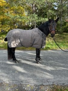 EquoIQ 5.0 staldeken 400 gr met nekbedekking - Afbeelding 3