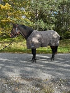 EquoIQ 5.0 stalldecke 300 gr mit nackenbedeckung – Bild 4