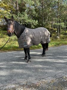 EquoIQ 5.0 staldeken 400 gr met nekbedekking - Afbeelding 4