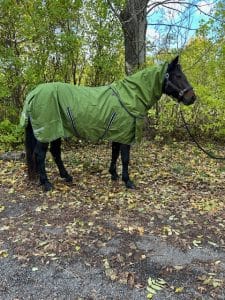 EquoIQ regenhoes 0 gr met nekhoes - Afbeelding 2