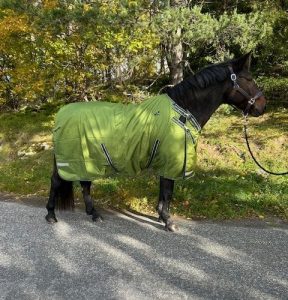 EquoIQ övergångstäcke 50 gr - Bild 3
