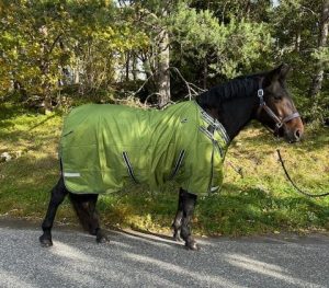 EquoIQ utetäcke 100 gr med halstäcke - Bild 7