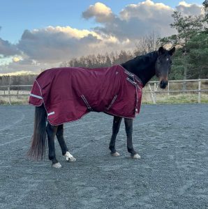 EquoIQ övergångstäcke 50 gr med hals - Bild 3