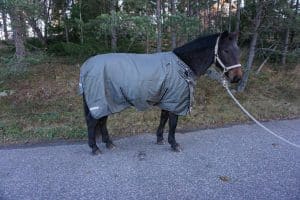 EquoIQ 5.0 winterdecke 300 gr – Bild 2