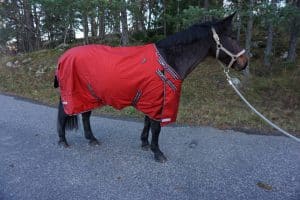 EquoIQ light weight blanket 50 gr - Image 2