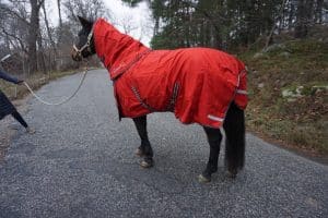 EquoIQ winter blanket 200 gr with neck - Image 2