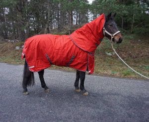 EquoIQ winter blanket 200 gr with neck - Image 3