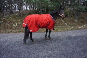 EquoIQ talvipeitto 200 g - poistuva tuote - Image 2
