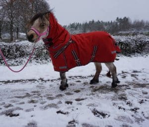 EquoIQ winter blanket 200 gr with neck - Image 4