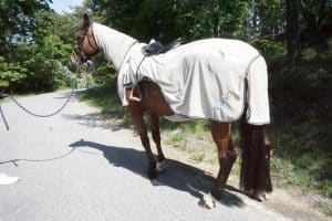 EquoIQ Fliegenschutz-Ausreitdecke mit Hals – Bild 3