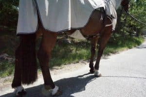 EquoIQ Fliegenschutz-Ausreitdecke mit Hals – Bild 6