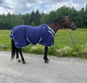 EquoIQ 50 gr stalltäcke - Bild 2